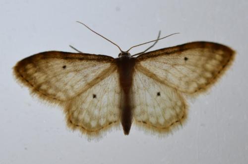 Réf. 261 388 : Idaea fuscovenosa